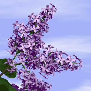 Inflorescencia de lilas