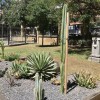 Jardín de cactus Paraninfo-Dr. Cerrada