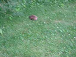 IMG_2497.JPG