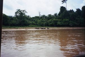 Camino de Taman Negara (ro Tembeling) 2