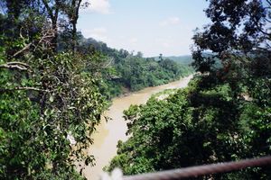 Taman Negara - Canopy walkway 4