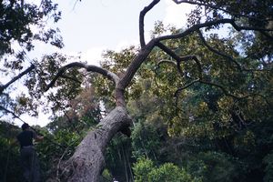 Taman Negara - Canopy walkway 5