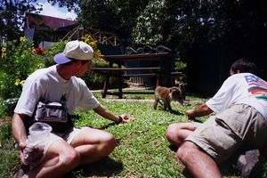 Taman Negara - Macacos (en el centro)