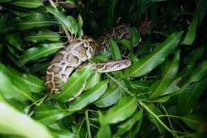 Pulau Perhentian Kecil (boa constrictor, unos 2 metros)