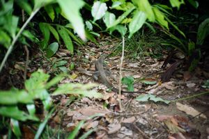 Pulau Perhentian Kecil (lagarto) 3