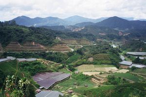 Cameron Highlands (desde el Rose Centre)