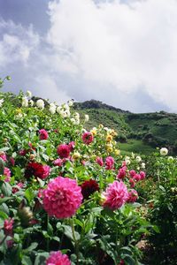 Cameron Highlands (Rose Centre 3)