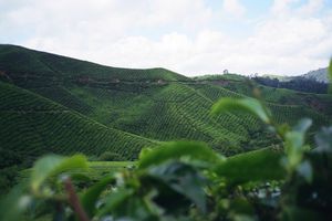 Cameron Highlands (Boh tea plantation 2)