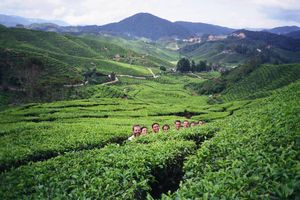 Cameron Highlands (Boh tea plantation 3)