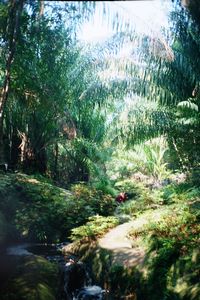 Sarawak, Borneo (Parque Nacional Bako, Trekking)