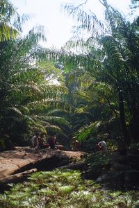 Sarawak, Borneo (Parque Nacional Bako, Trekking 2)