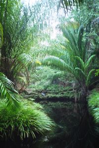 Sarawak, Borneo (Parque Nacional Bako, Trekking 4)