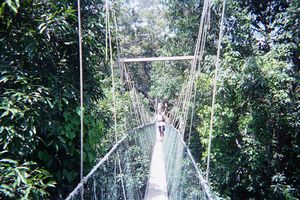 Taman Negara - Canopy walkway 2