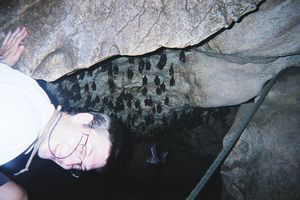 Taman Negara - Murcilagos en cueva Telinga 2 (los negros)