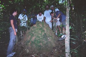 Taman Negara - Termitas