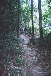 Taman Negara - A nadar