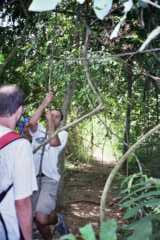 Taman Negara - Lianas