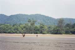 Sarawak, Borneo (Desembarque en Parque Nacional Bako)