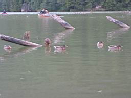3328_Lacul_Rosu.JPG