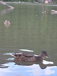 3330_Lacul_Rosu.JPG
