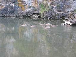3332_Lacul_Rosu.JPG
